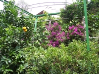 Fruechte_Blumen