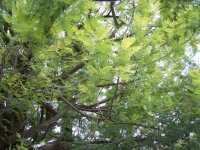 Mimose