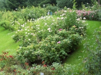 Rosengarten