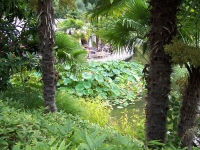Wasserpflanzen