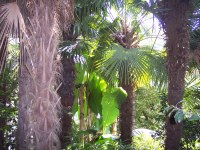 unter Palmen