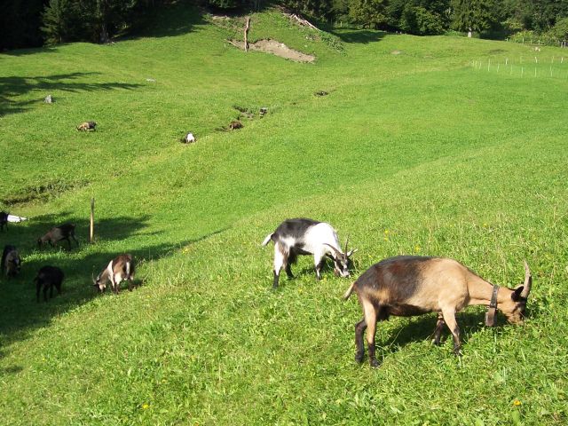 Weidevieh