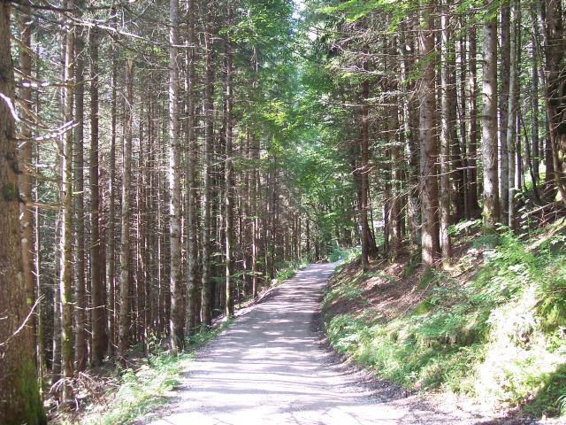 Waldweg